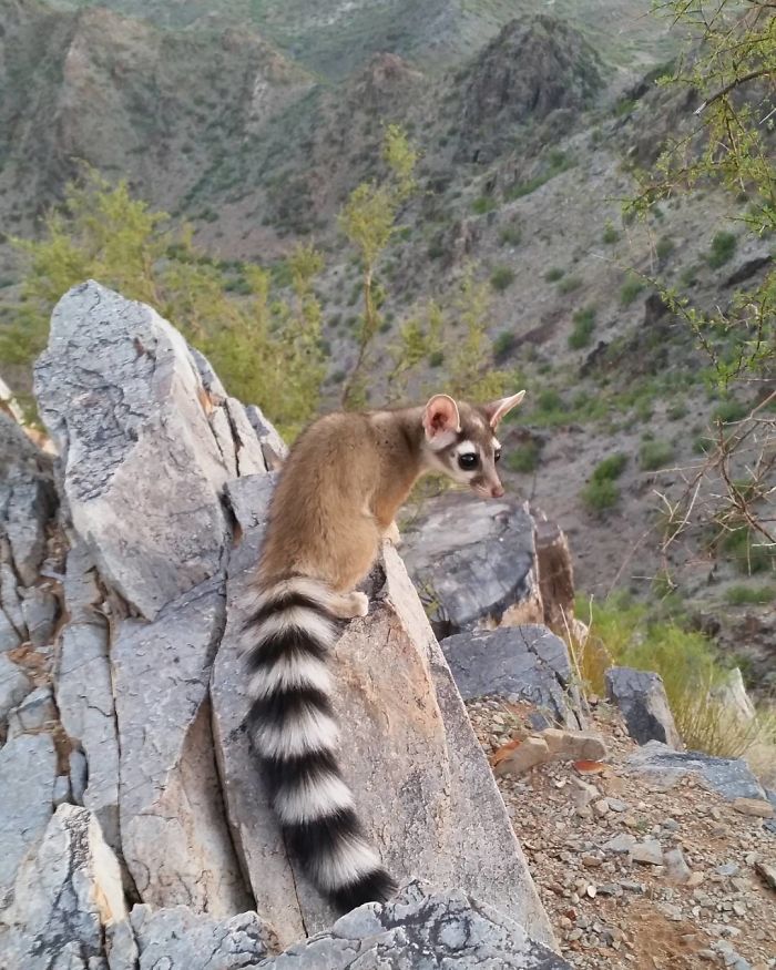 ring tailed cat
