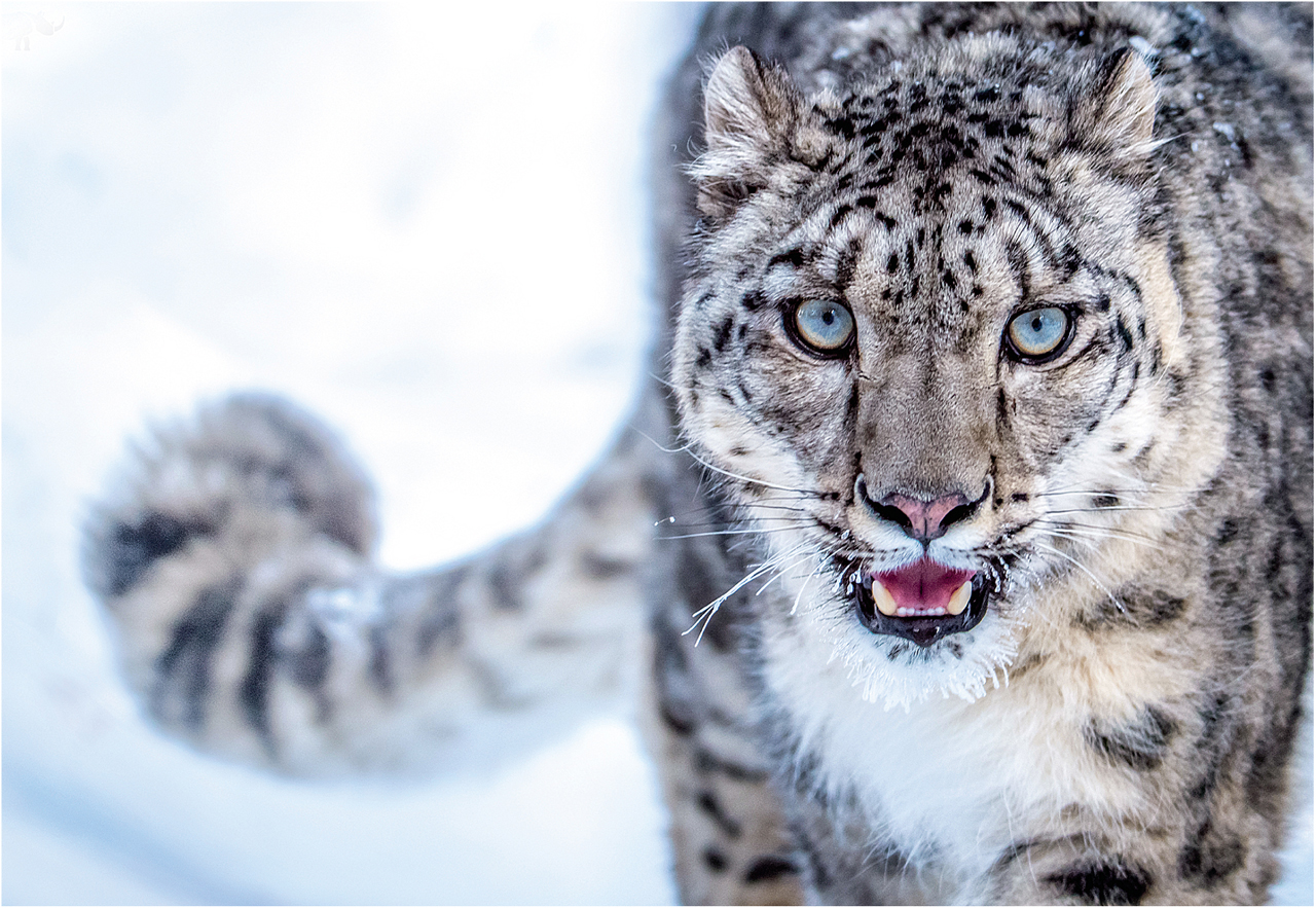 snow leopard update