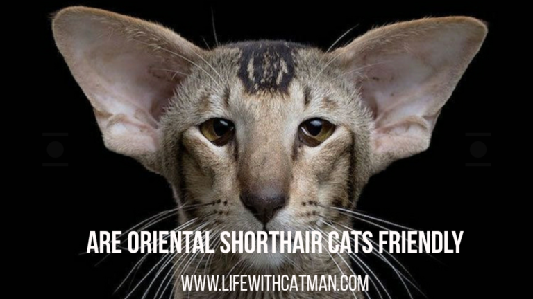 oriental shorthair