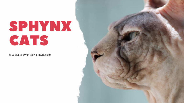 facts about sphynx cats