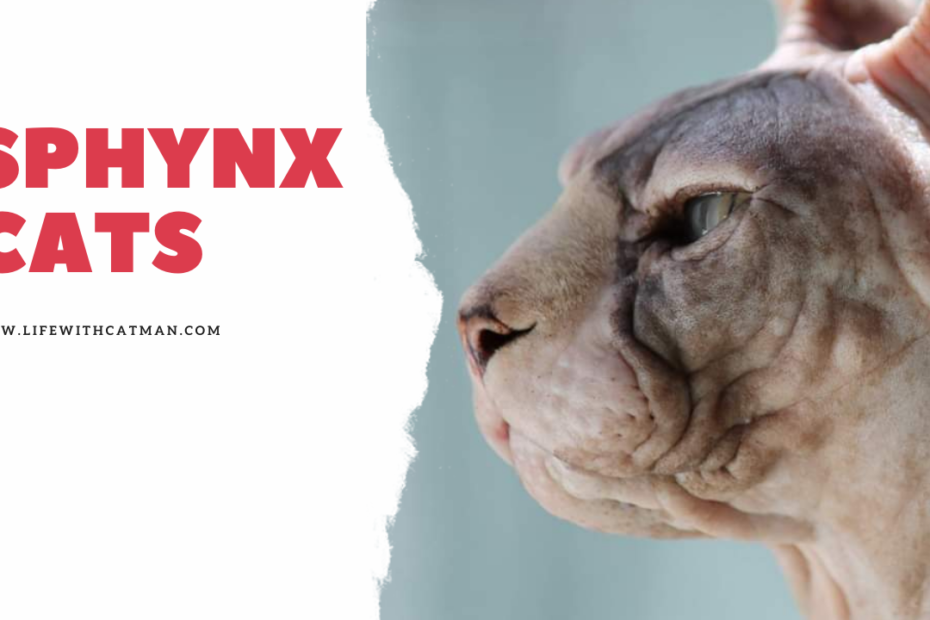 facts about sphynx cats