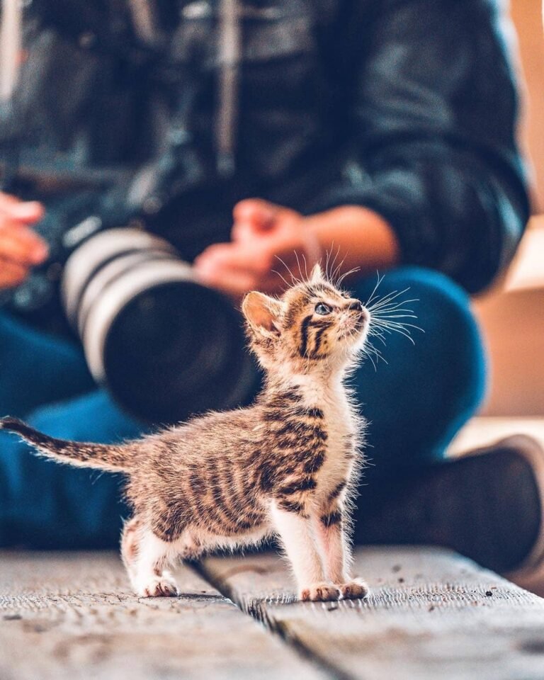 why should you get a cat