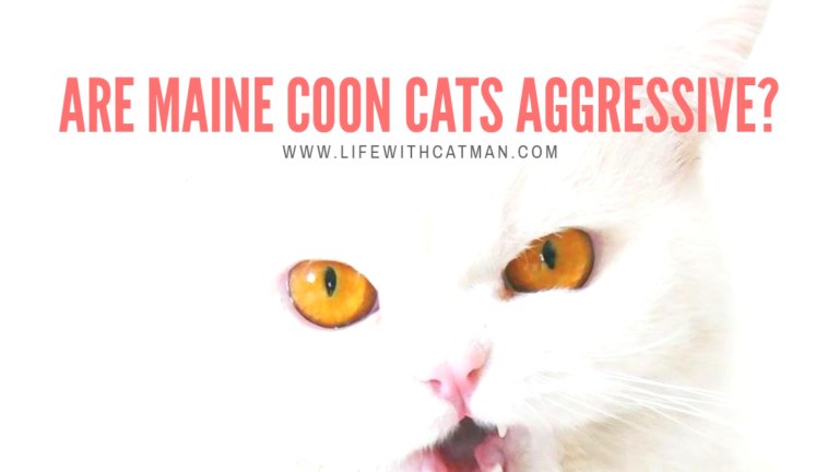 are maine coon cats aggressive