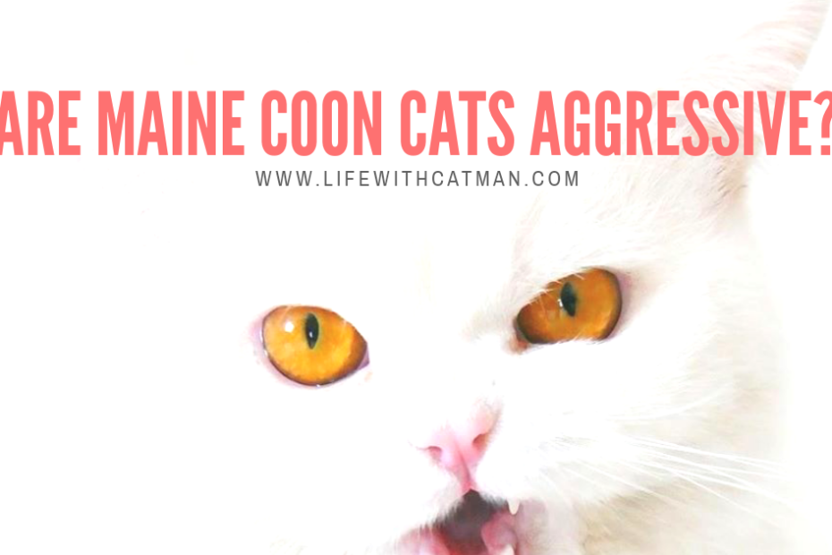 are maine coon cats aggressive