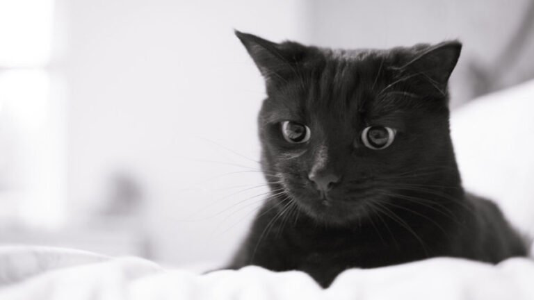 protect your cat