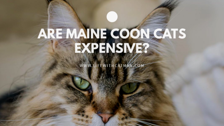 maine coon price
