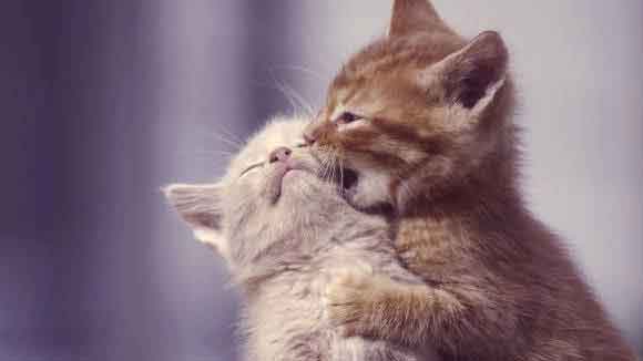 adopt kittens in pairs