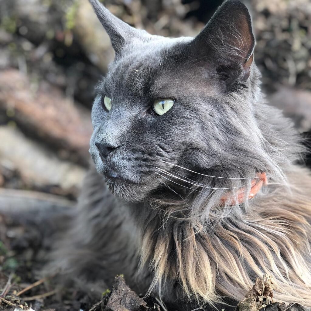 maine coon cats