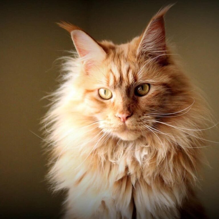 6 Facts you should know about Maine Coon Cats