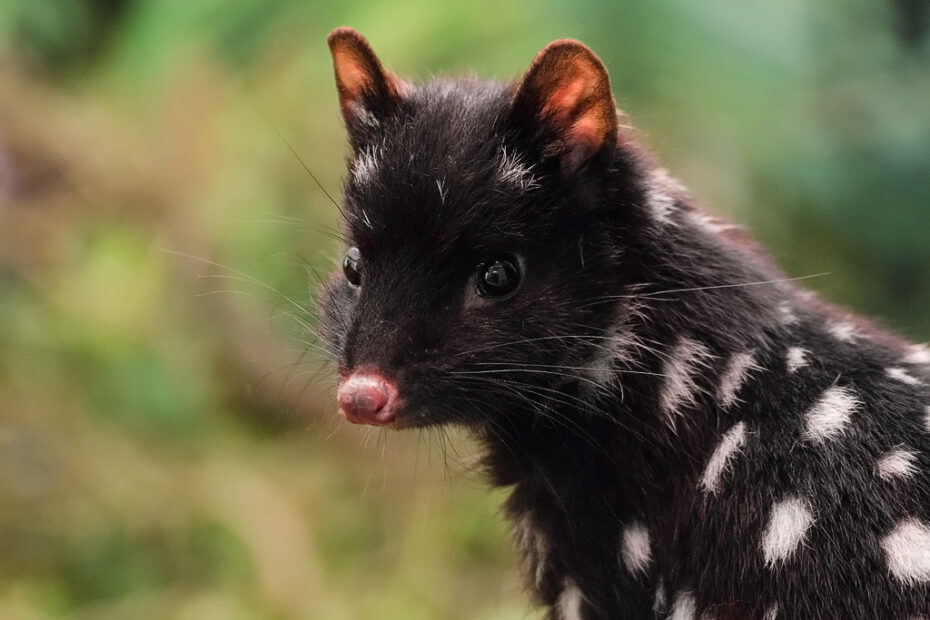 eastern quoll