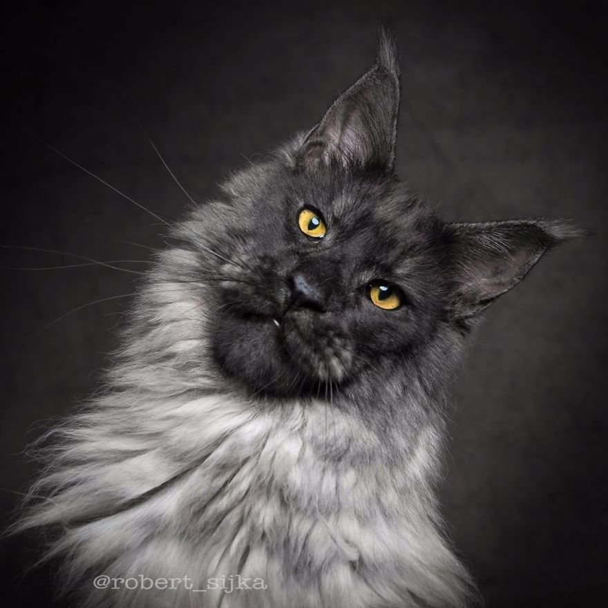 black maine coon