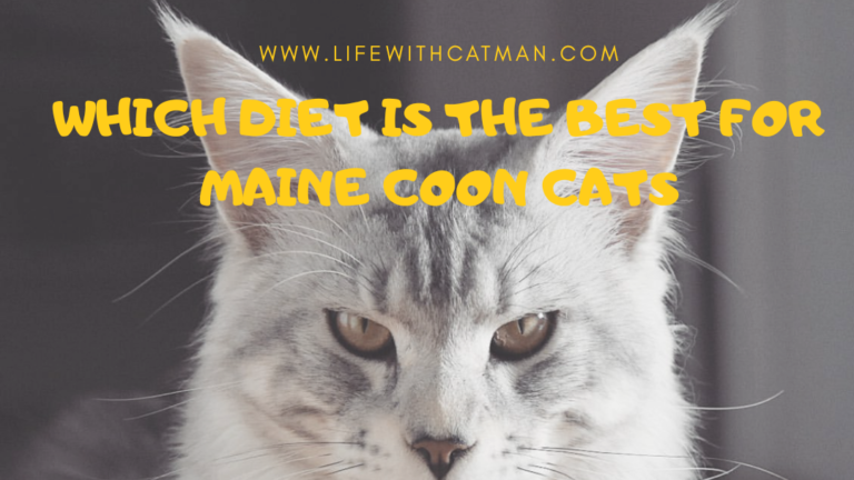 maine coon diet