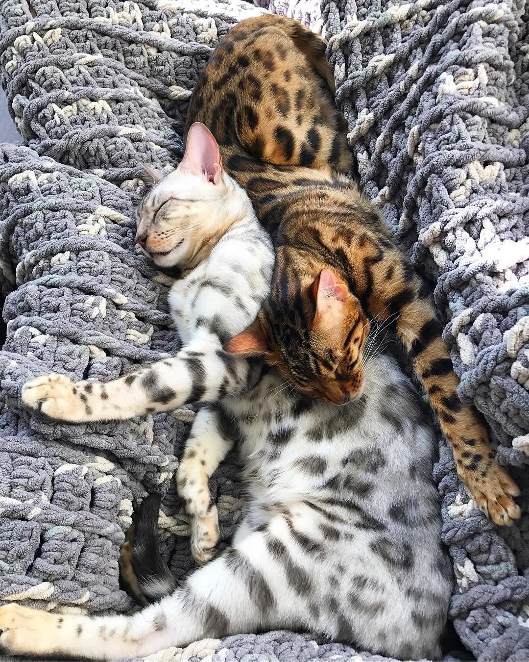 bengal cats