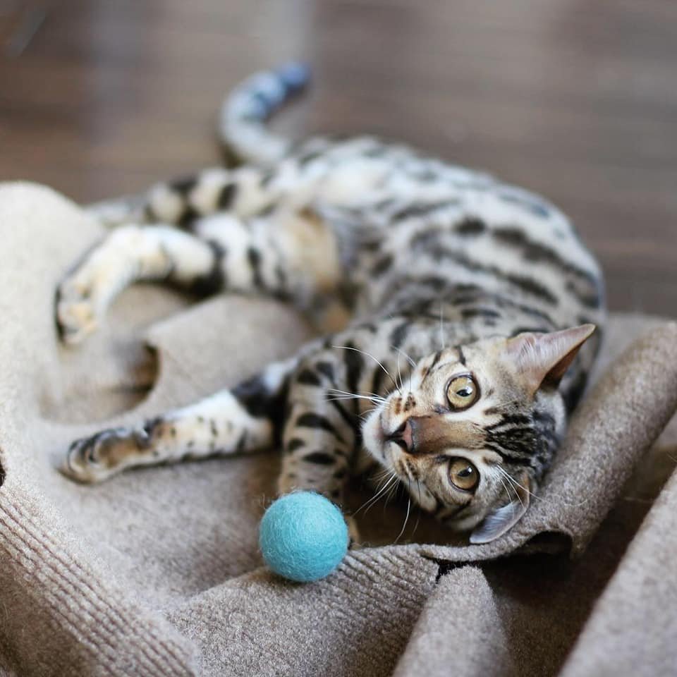 bengal cats