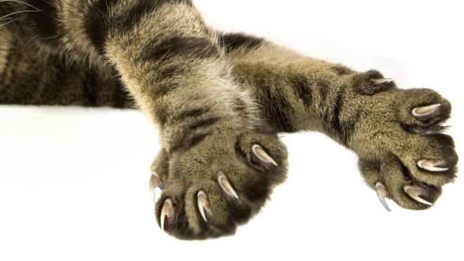 cat declawing