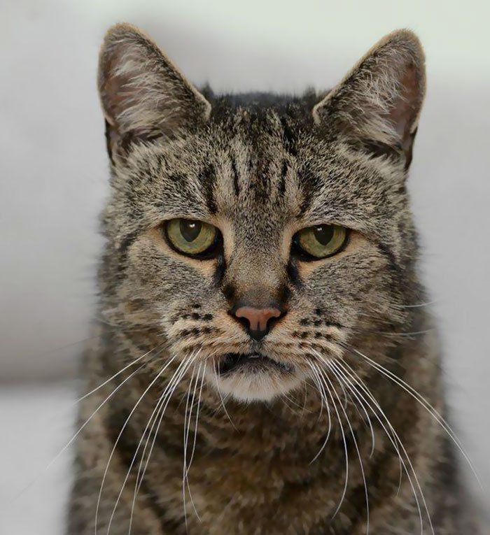 oldest cat