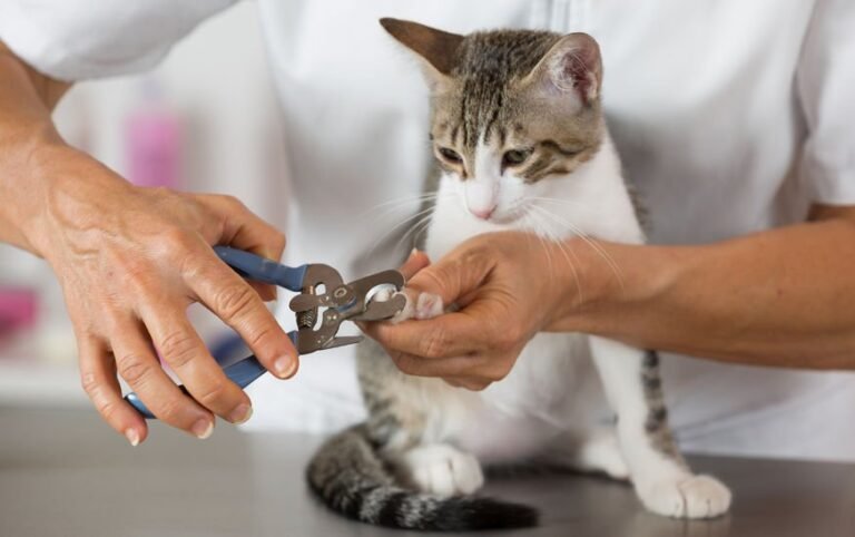 cat declawing