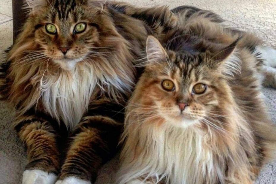 Norwegian Forest Cats vs. Maine Coon