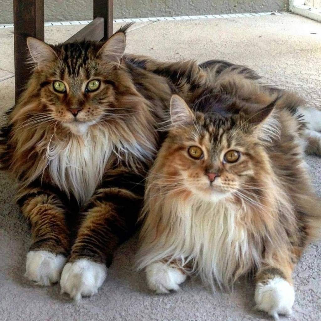 Norwegian Forest Cats vs. Maine Coon