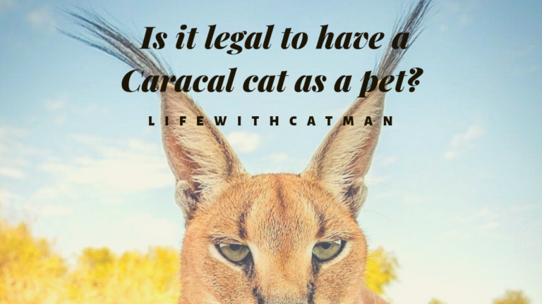 caracal cat as pet