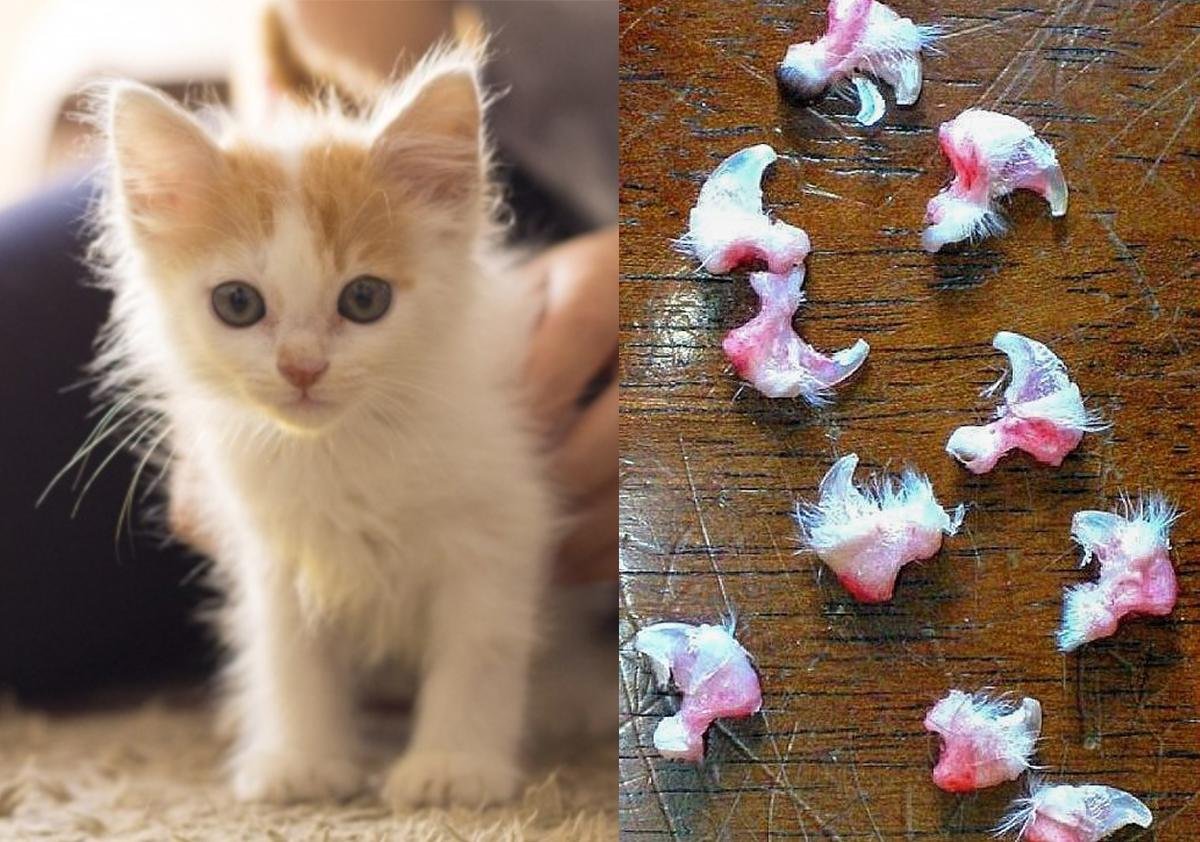 cat declawing