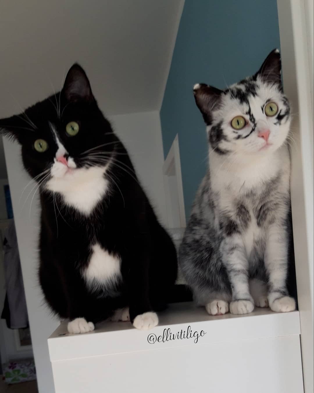 vitiligo cat