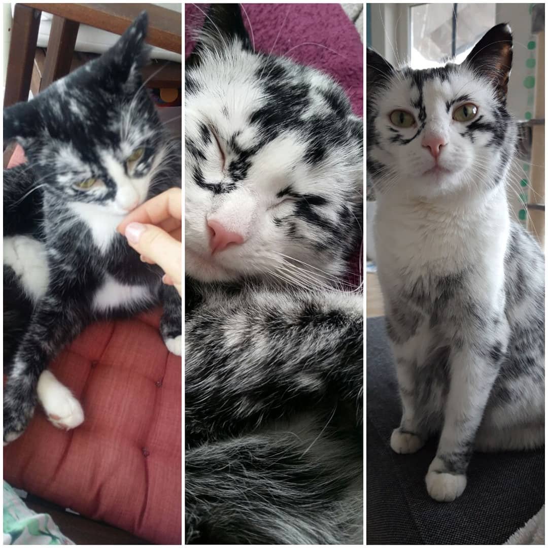 vitiligo cat