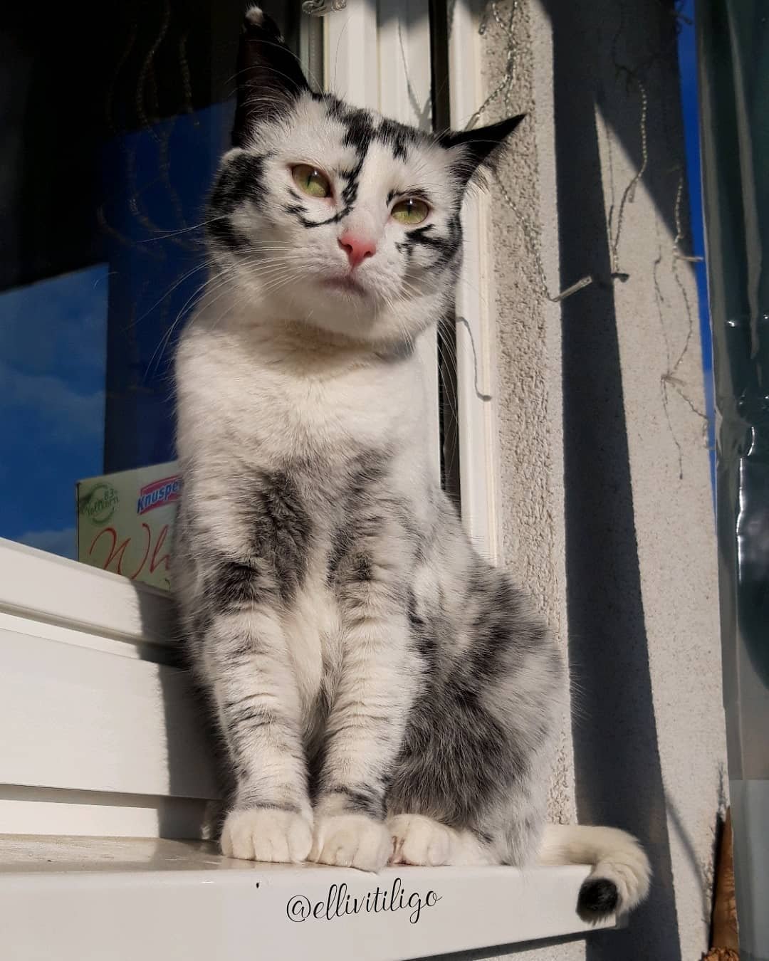 vitiligo cat