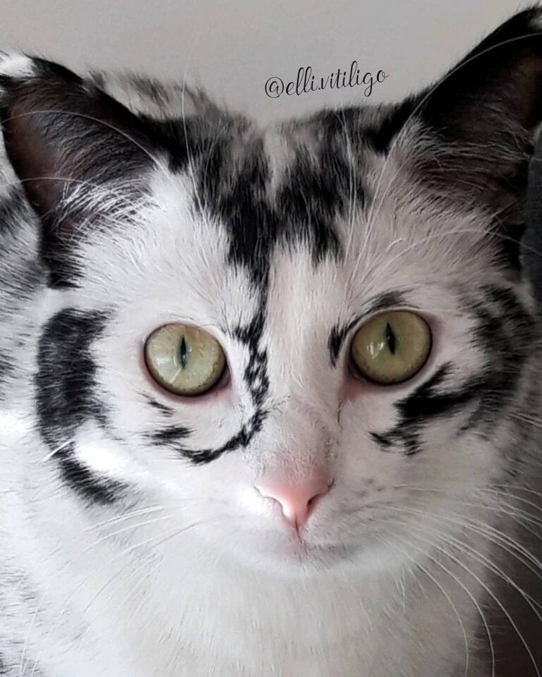 vitiligo cat