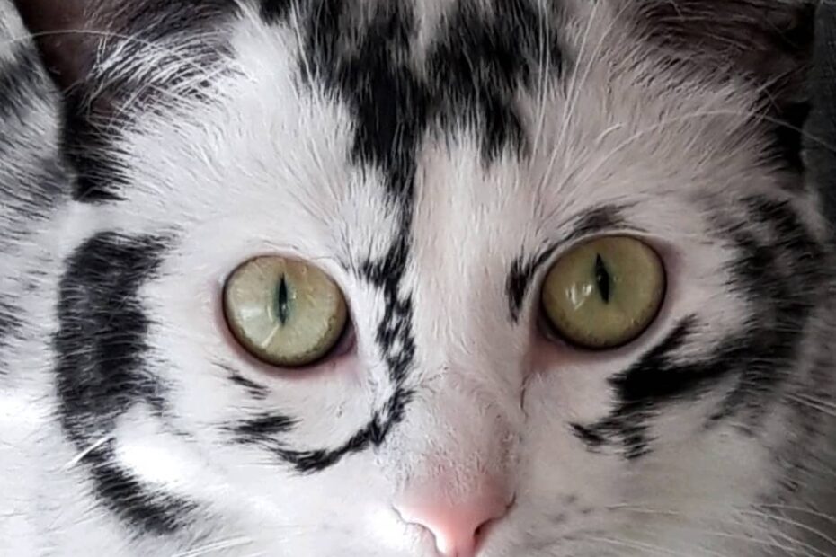vitiligo cat