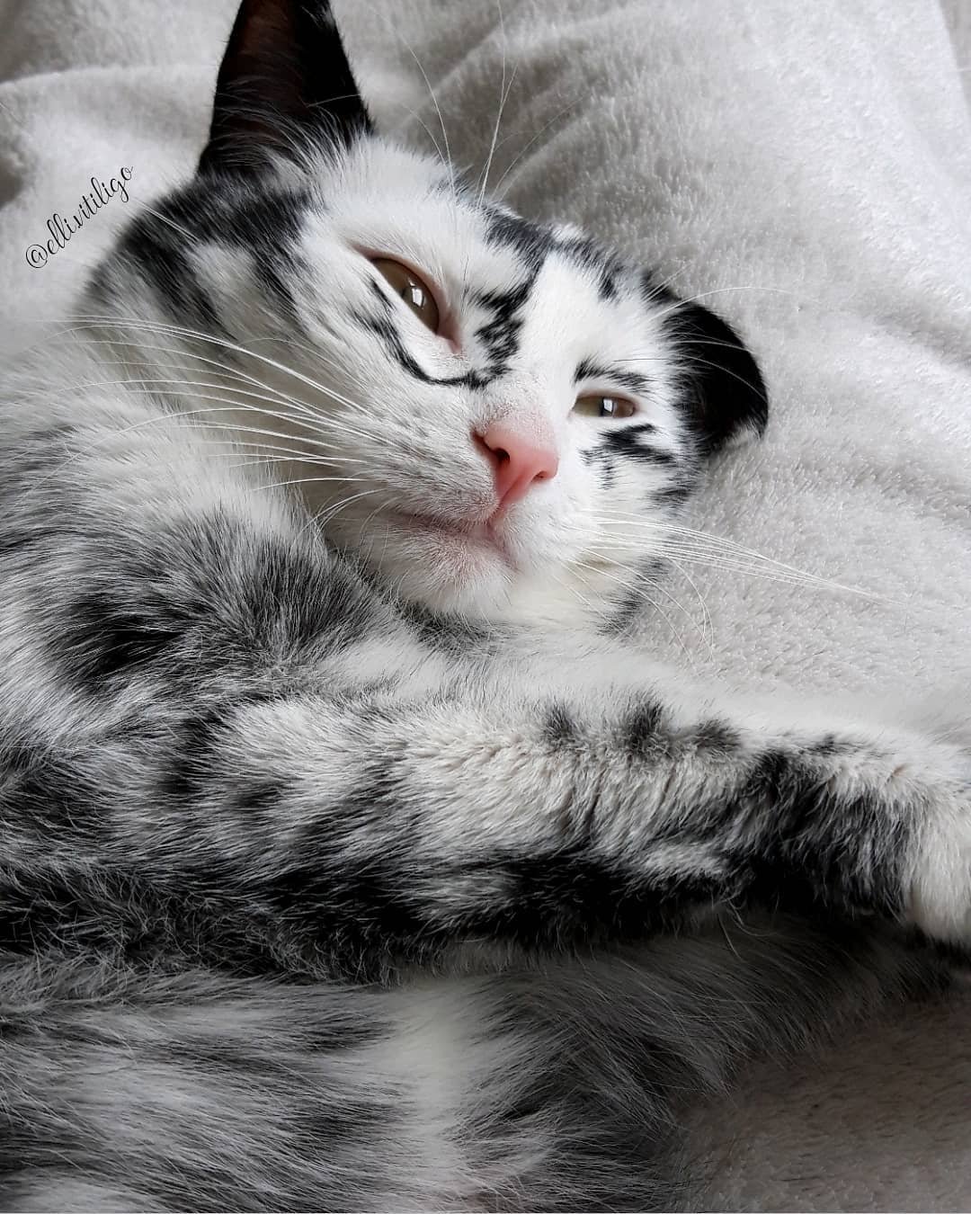 vitiligo cat