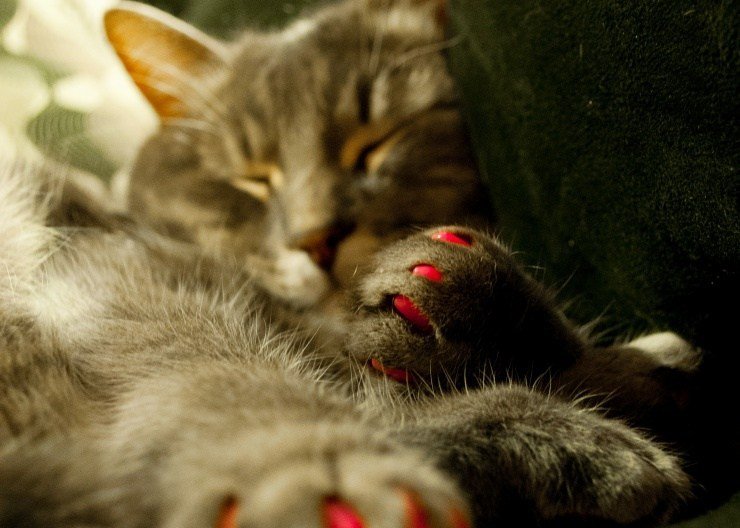 cat declawing
