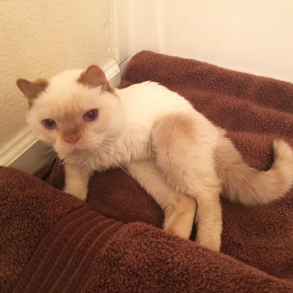 trident the 3-legged cat