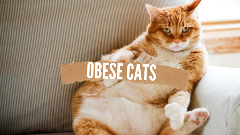 cat obesity