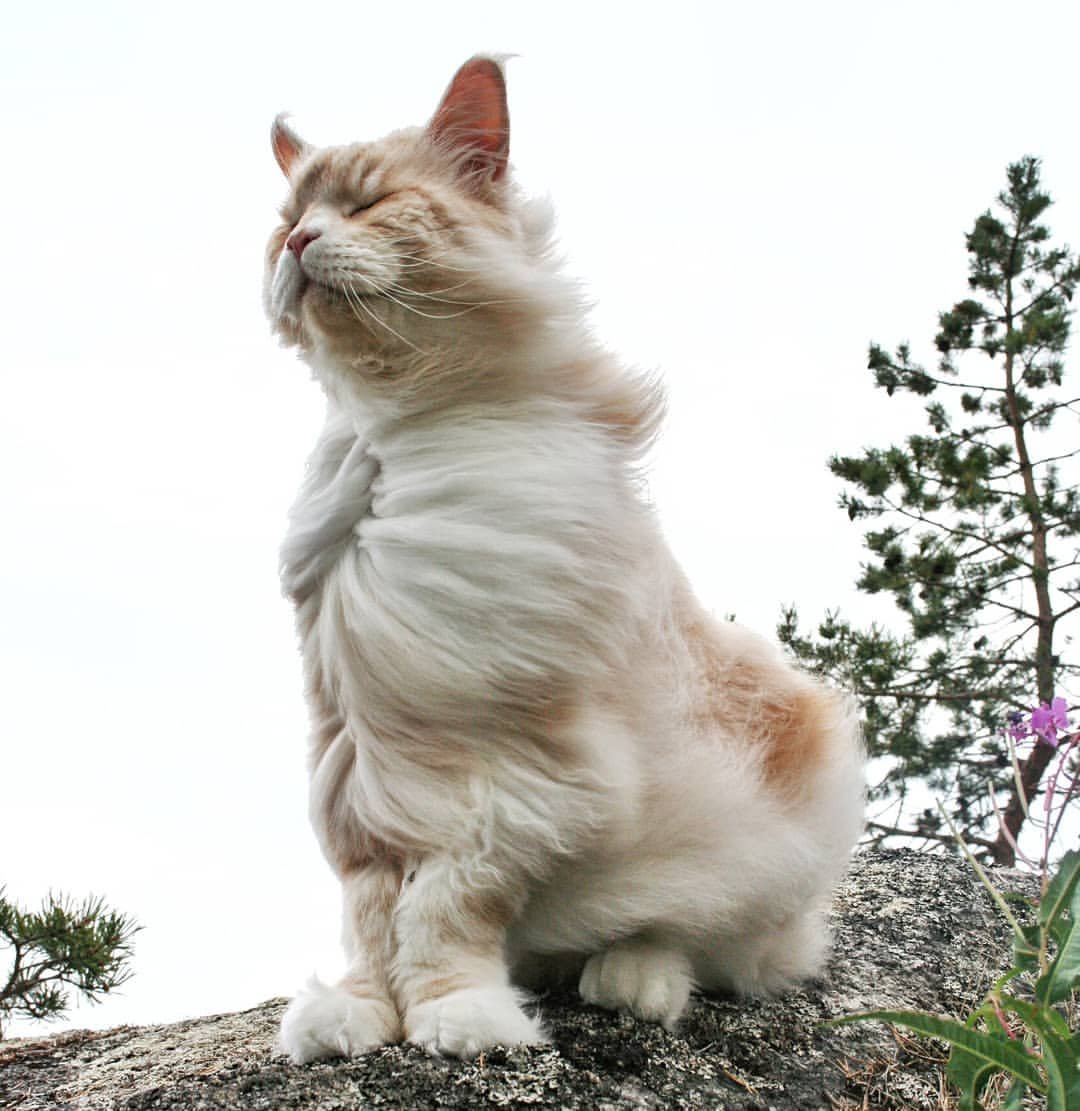 lotus maine coon