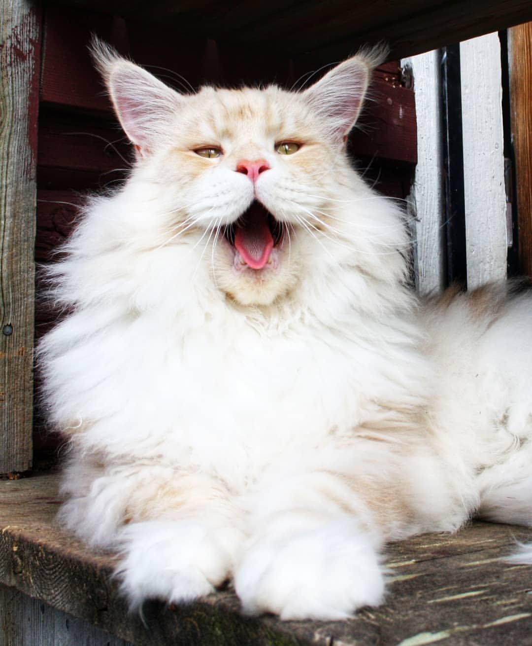 lotus maine coon