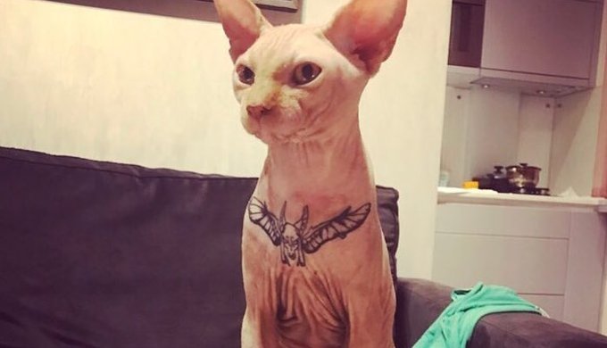 tattooed sphynx cat