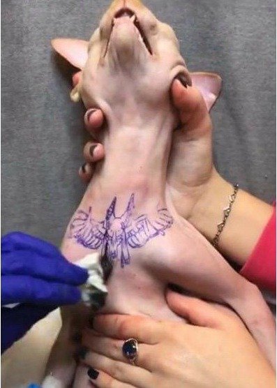 tattooed sphynx cat