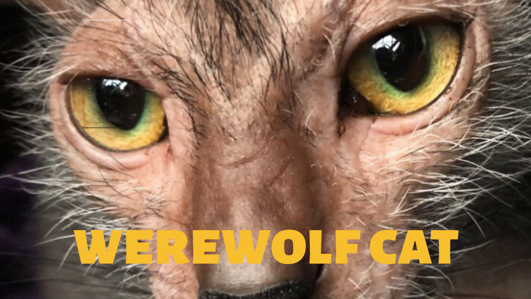 Werewolf cats