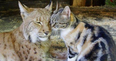 Stray Cat Love Lynx