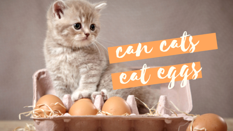 can cats eat eggs