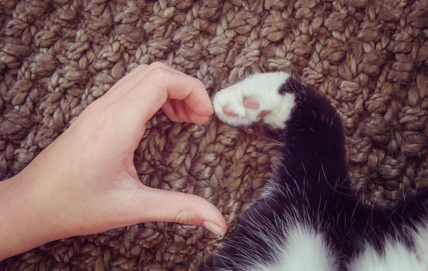losing a cat