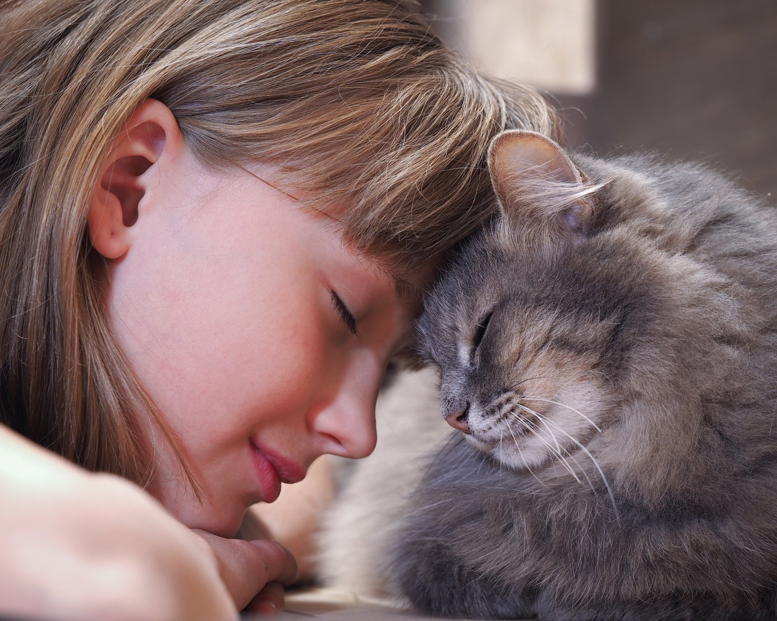 losing a cat