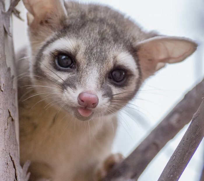 ringtail cat