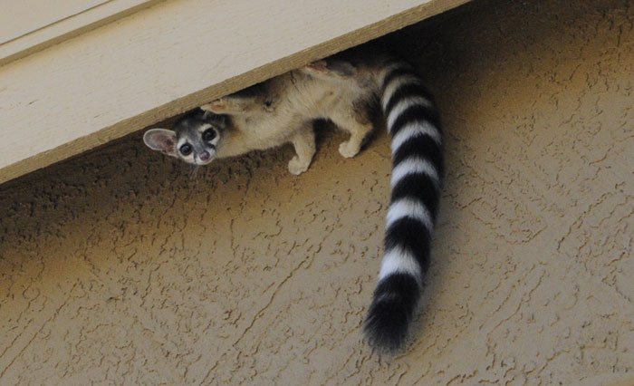 ringtail cat