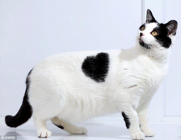 20-photos-of-unique-cat-fur-patterns-catman
