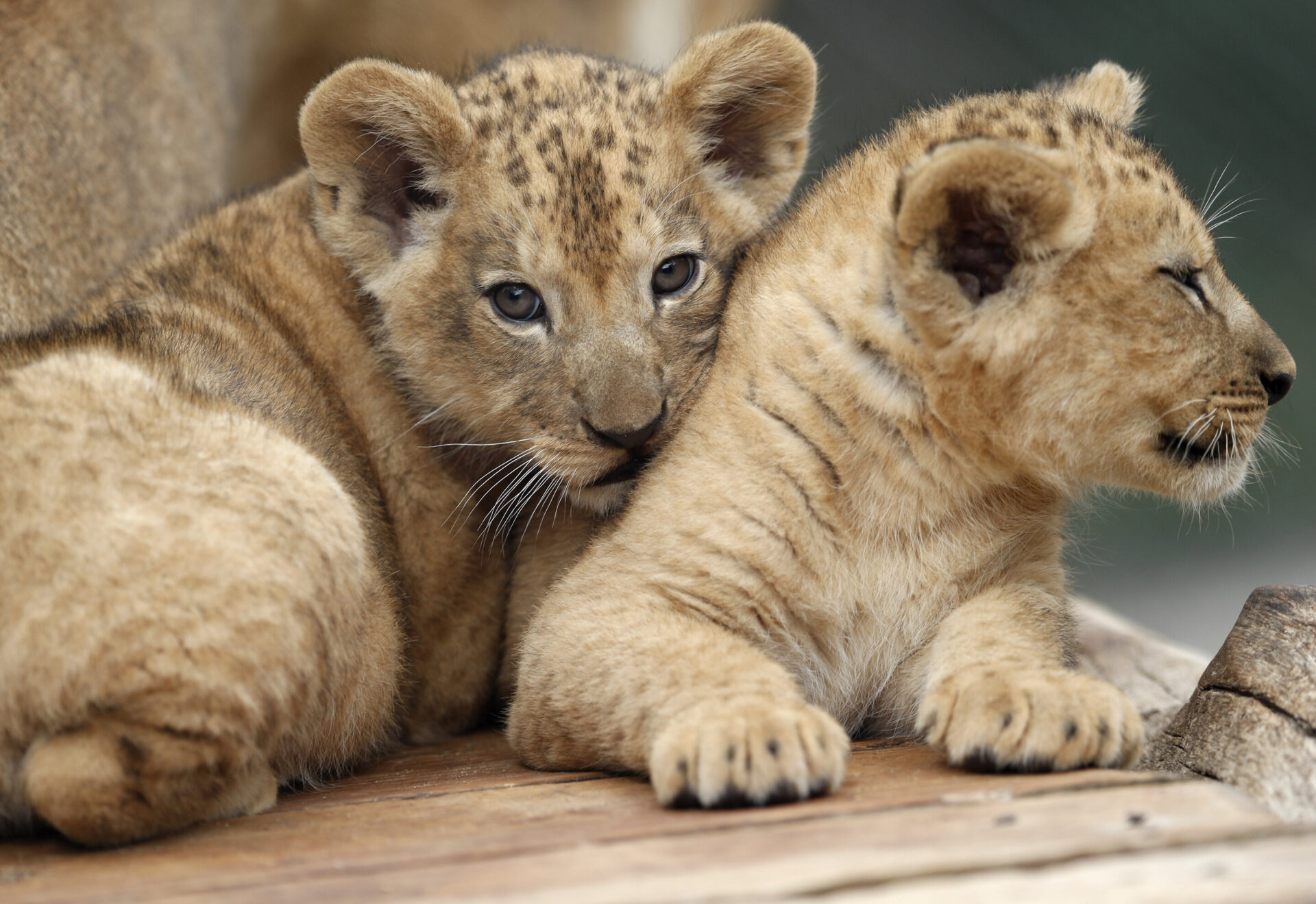 barbary lion
