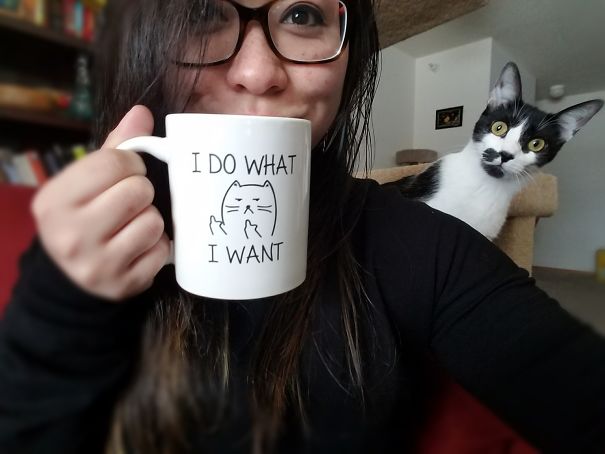 cats photobombed