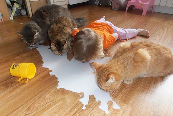 leave cats with kids