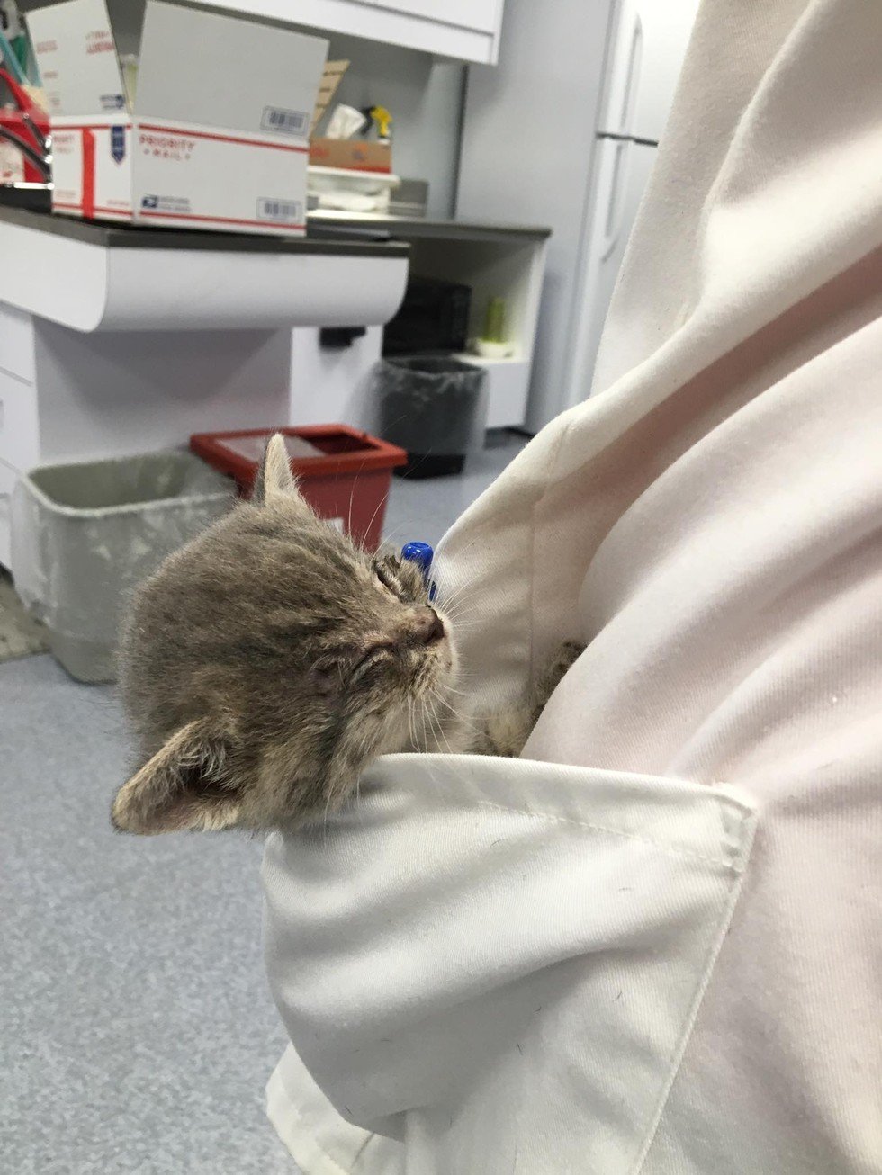 kitten with enlarged head
